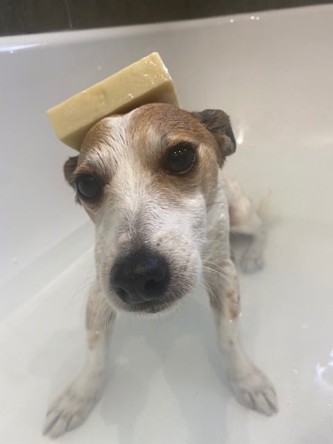 Jack Russell with shampoo bar