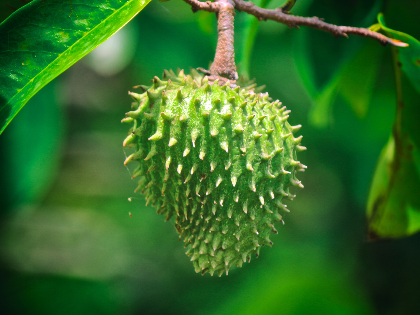 Traditional soursop preparation