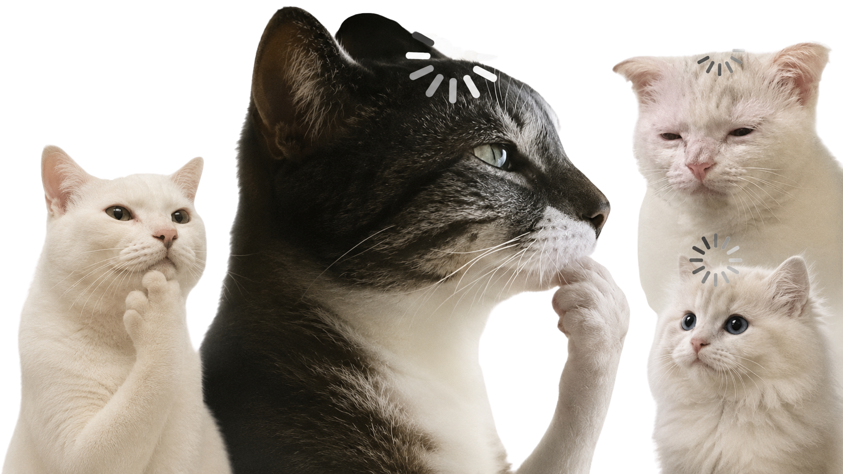 Cats thinking deeply with loading spinners
