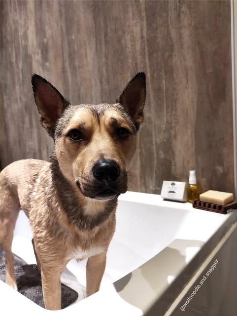 German Shepherd in bathtub