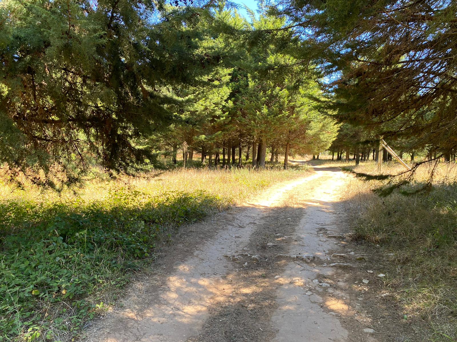 Caminho de terra entre pinheiros ao sol