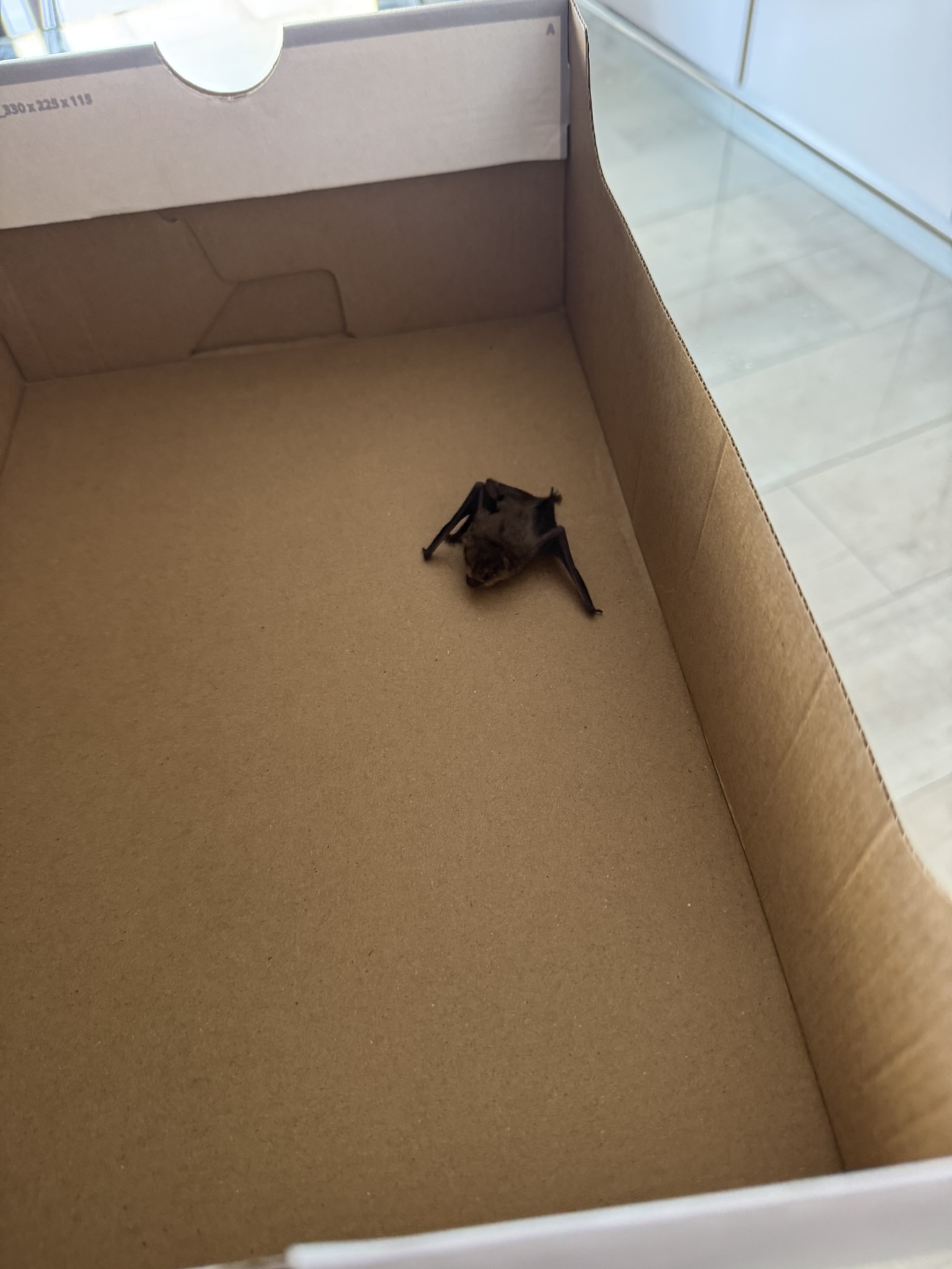 Benny the bat resting safely inside a cardboard box