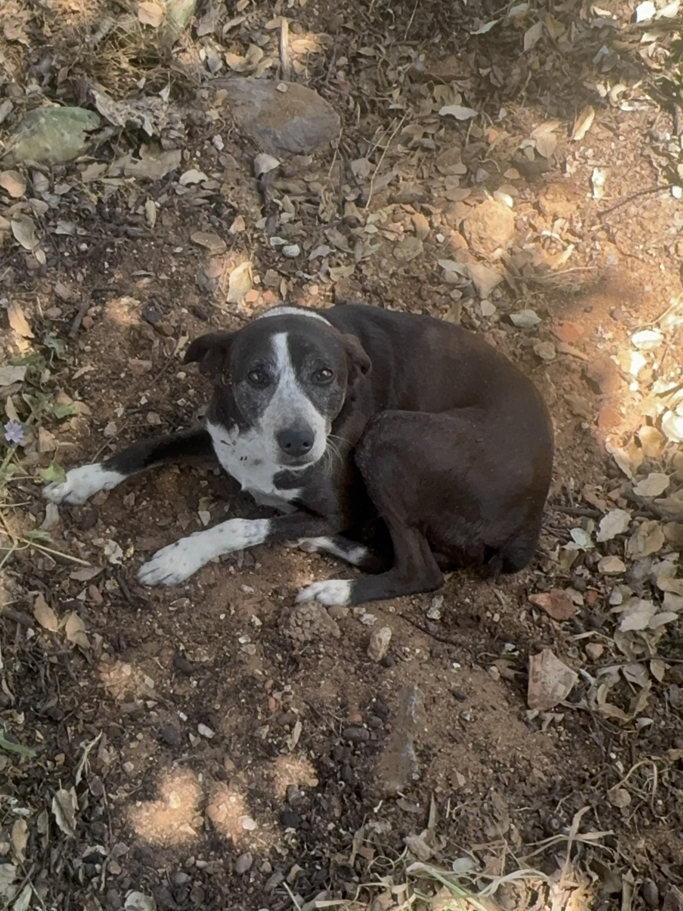 Sukuna lying in dirt