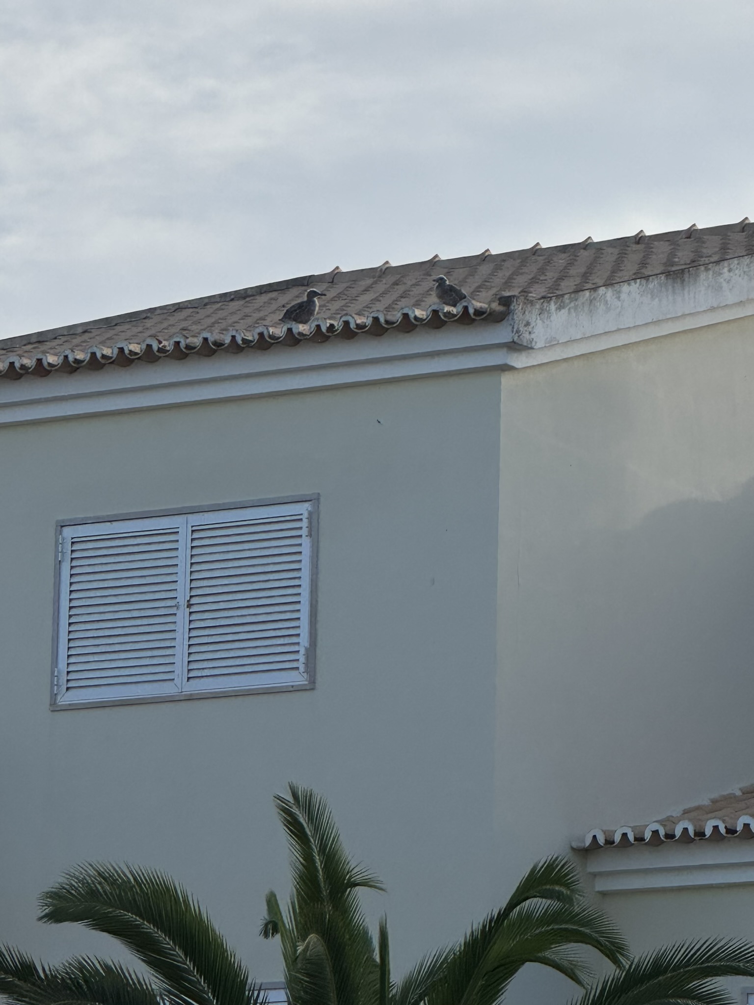 Two young seagulls sitting on the terracotta roof tiles