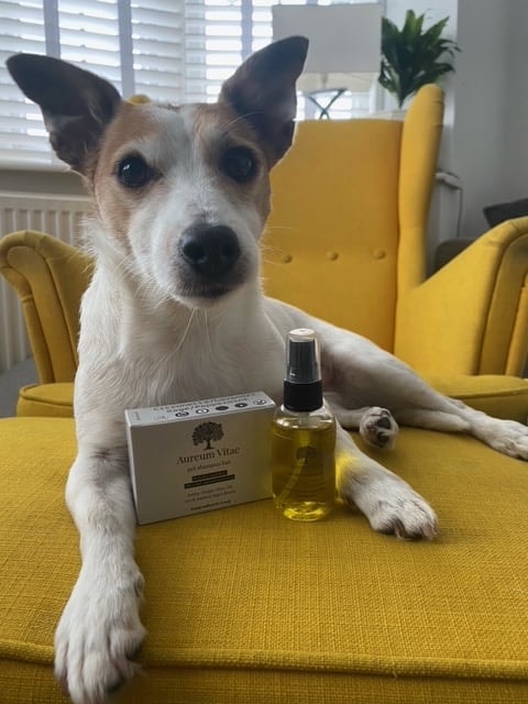 Jack Russell on yellow couch
