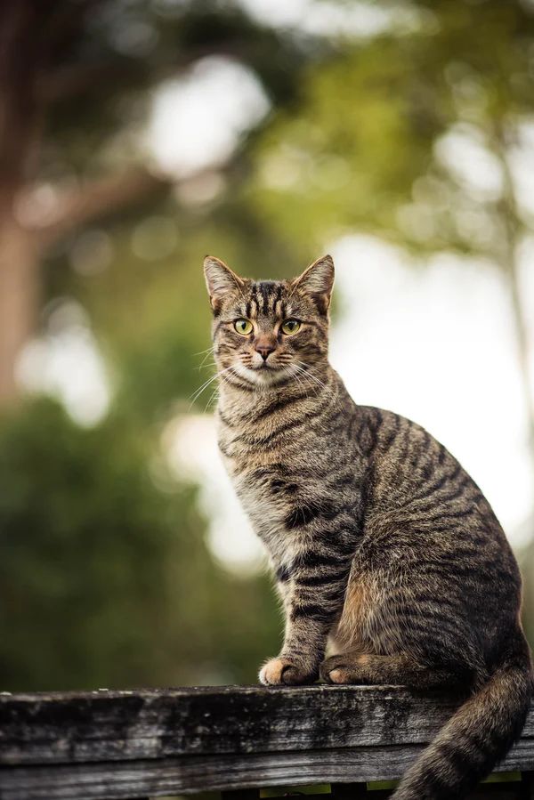 Gato atigrado sentado sobre una cerca de madera
