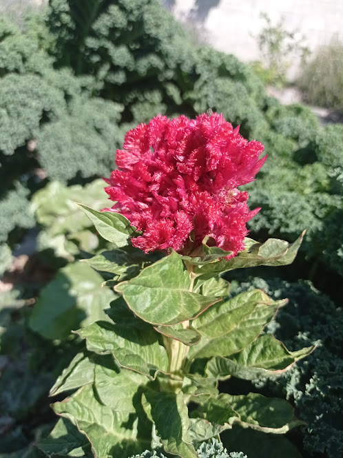 Flor de amaranto en su esplendor