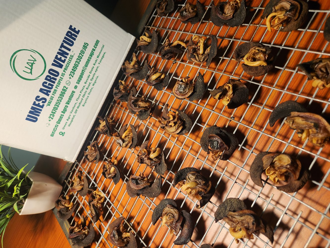 Whole Dried (Dehydrated) West African Giant Snail (Archachatina marginata) 1kg Pack – Umes Agro Venture