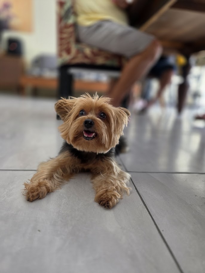 Yorkshire terrier smiling on a tiled floor