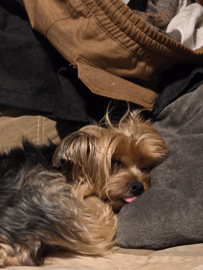 Yorkshire terrier napping among clothes