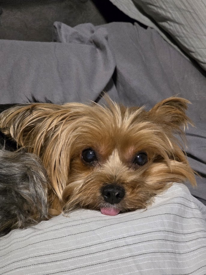 Yorkshire terrier resting on a bed