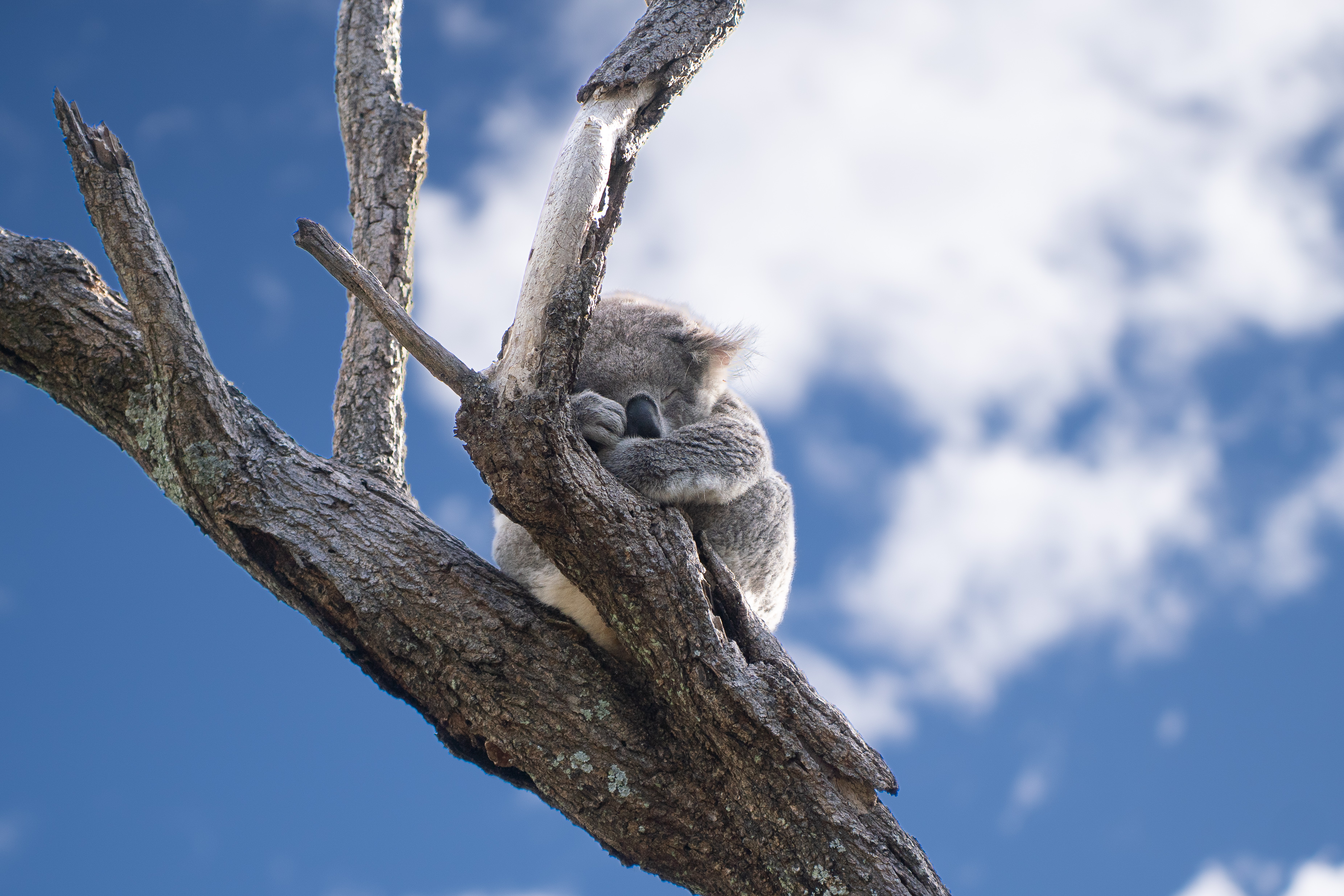 A koala sleeping curled into a tree fork against a bright blue sky