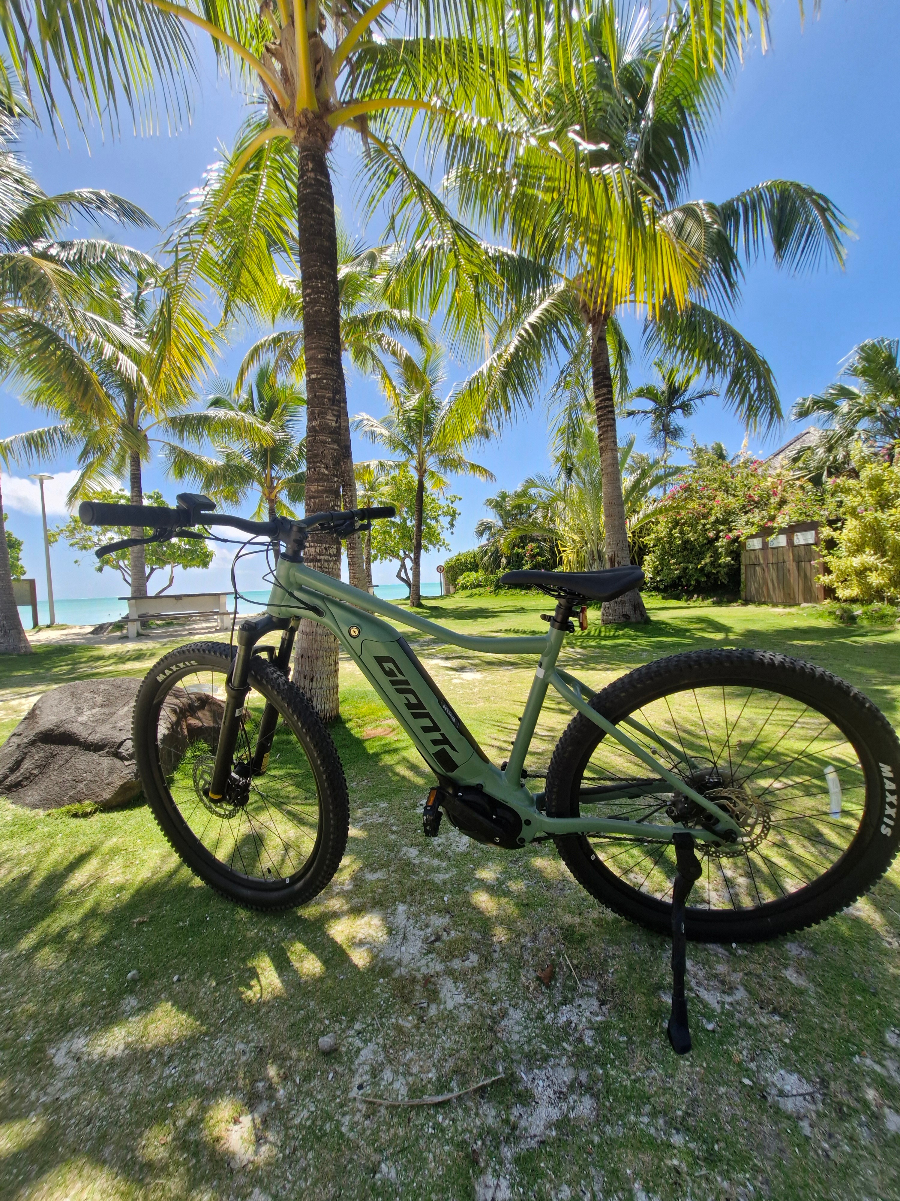 Vélo électrique sous les palmiers