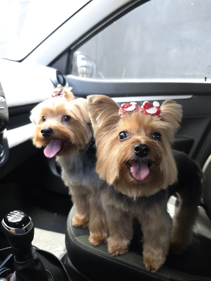 Two Yorkshire terriers with red bows in a car