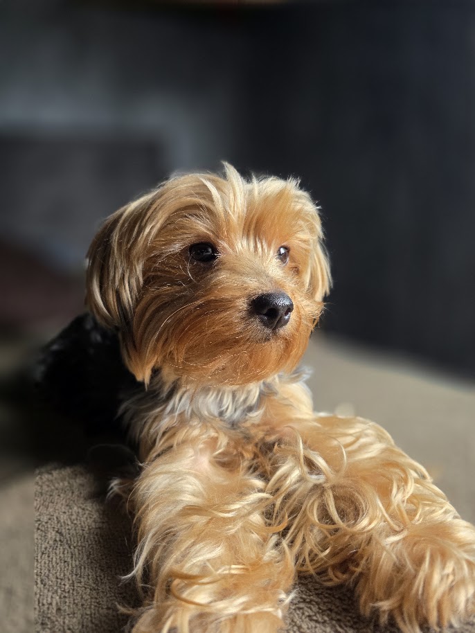 Yorkshire terrier in warm light