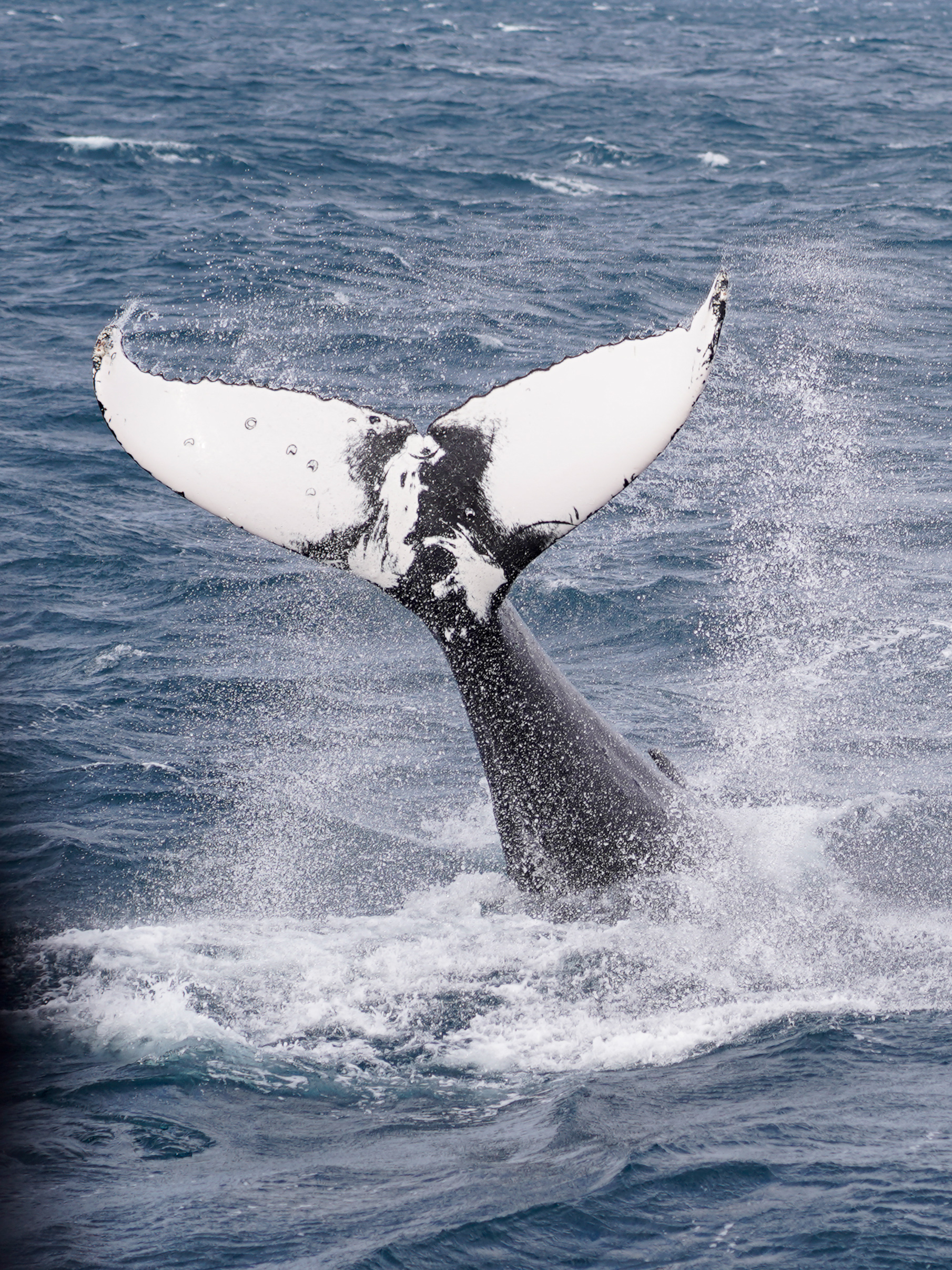 Humpback whale raising its black-and-white tail fluke above the ocean
