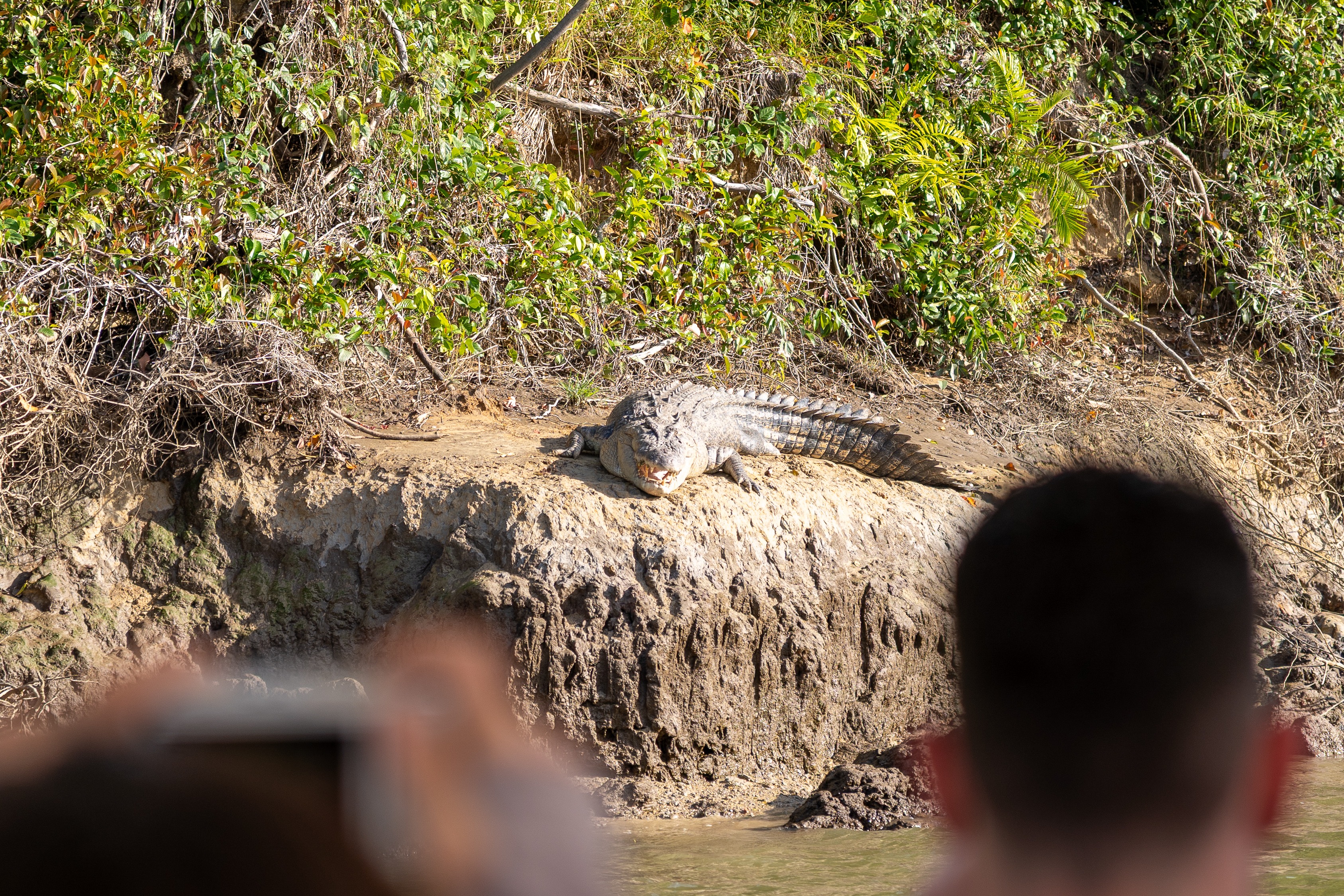 A saltwater crocodile basking on a muddy riverbank in the Daintree
