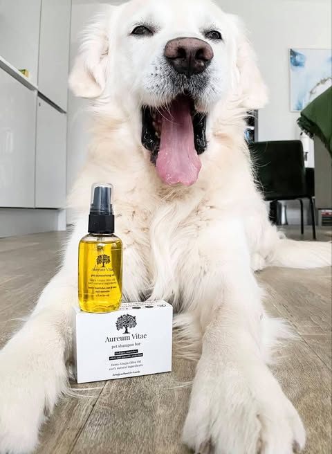 Happy Golden Retriever