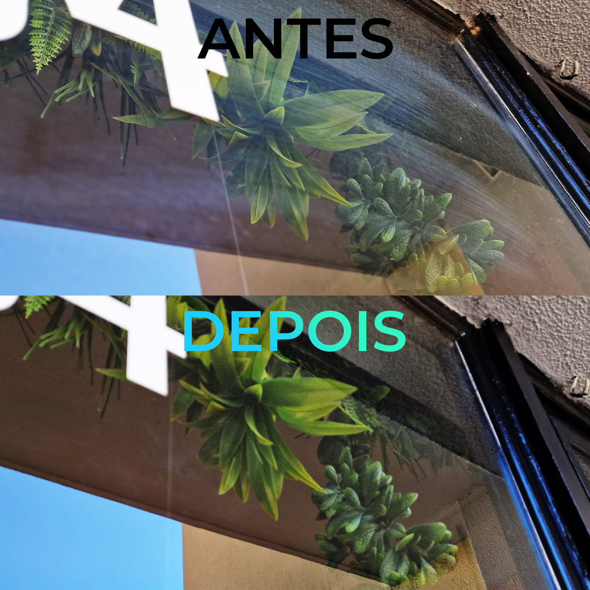 Transformacao de montra com plantas