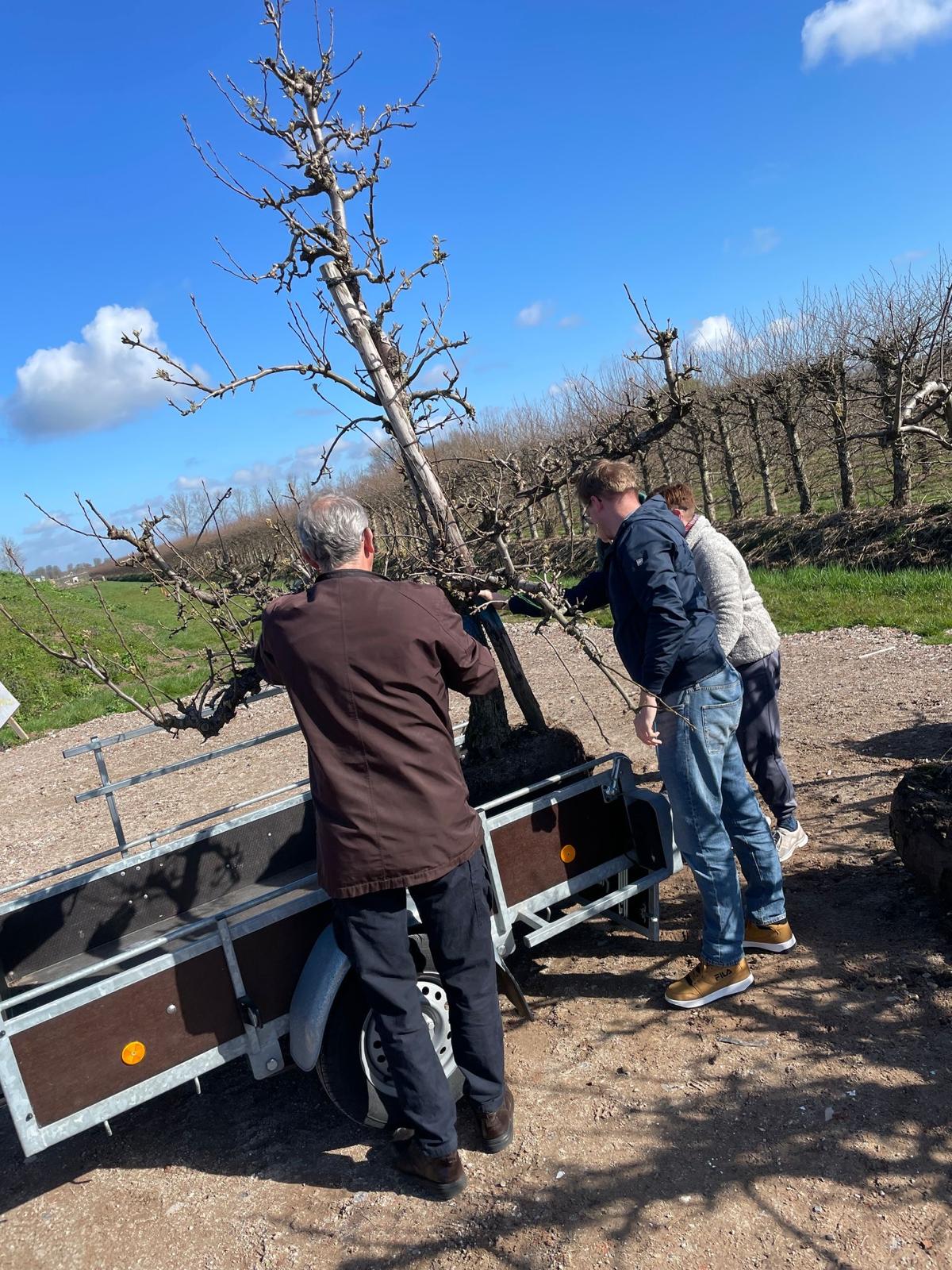 Fruitboom adoptie - laden op trailer