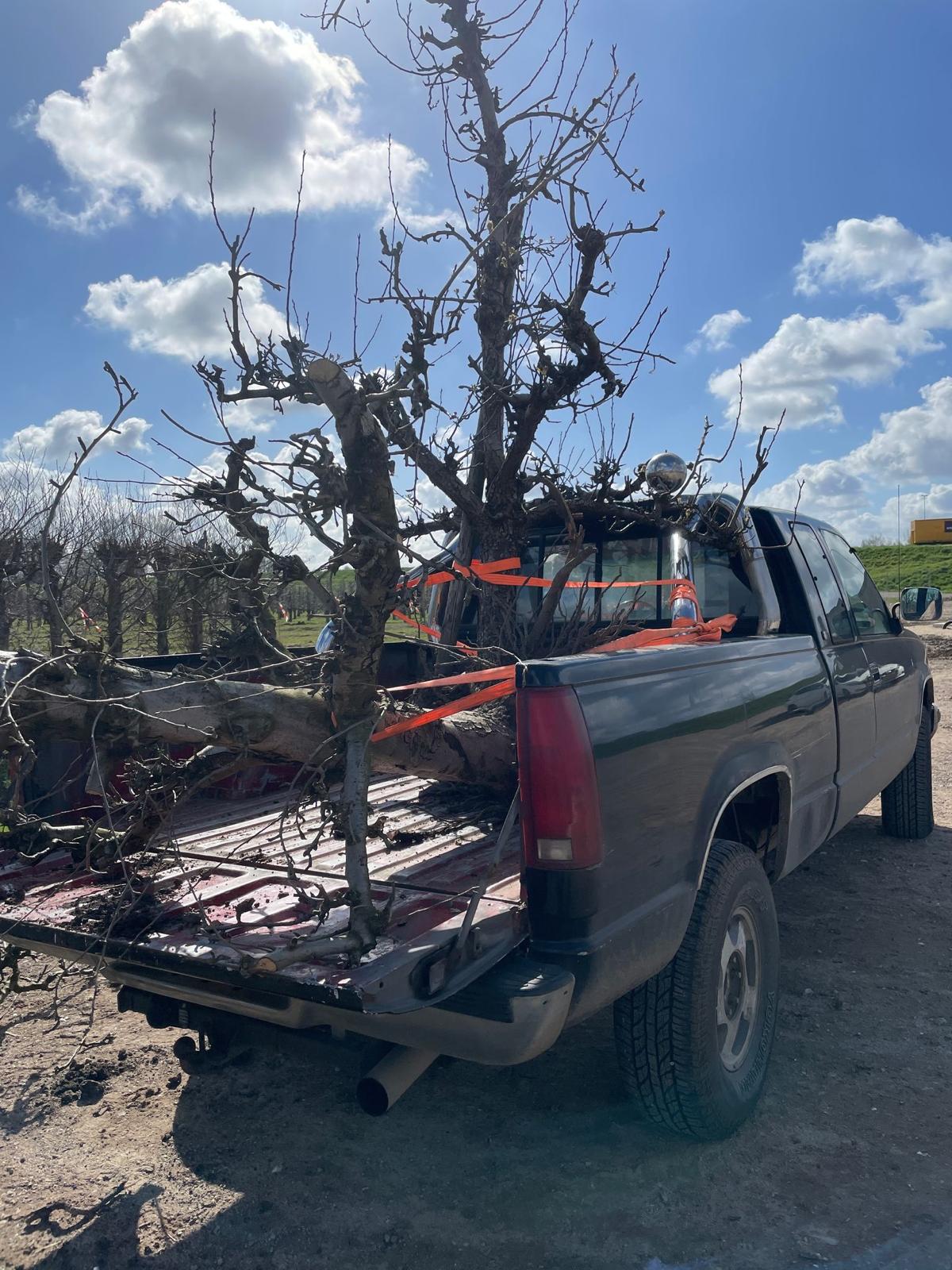 Fruitboom transport op pickup