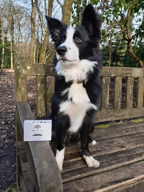 Border Collie on bench