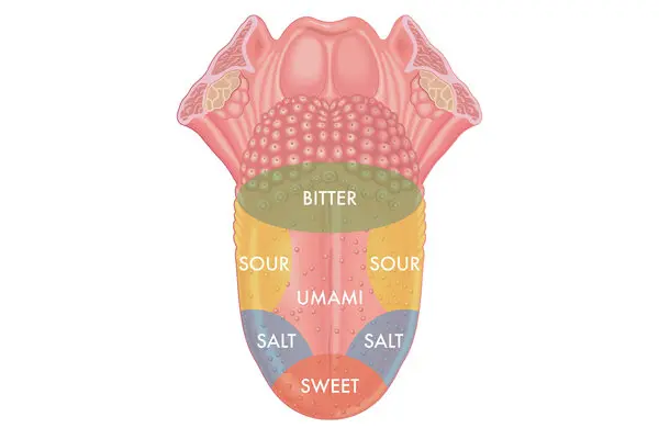 Tongue Taste Zone Map — The Debunked 1942 Diagram