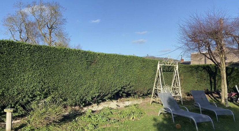 Manicured hedge cut back to expose open garden space under blue skies