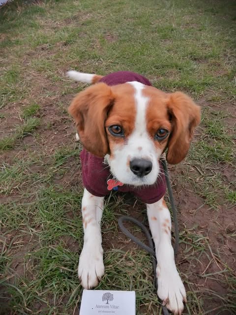 Beagle puppy in sweater
