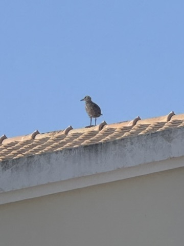 A lone seagull standing on the roof ridge against a blue sky
