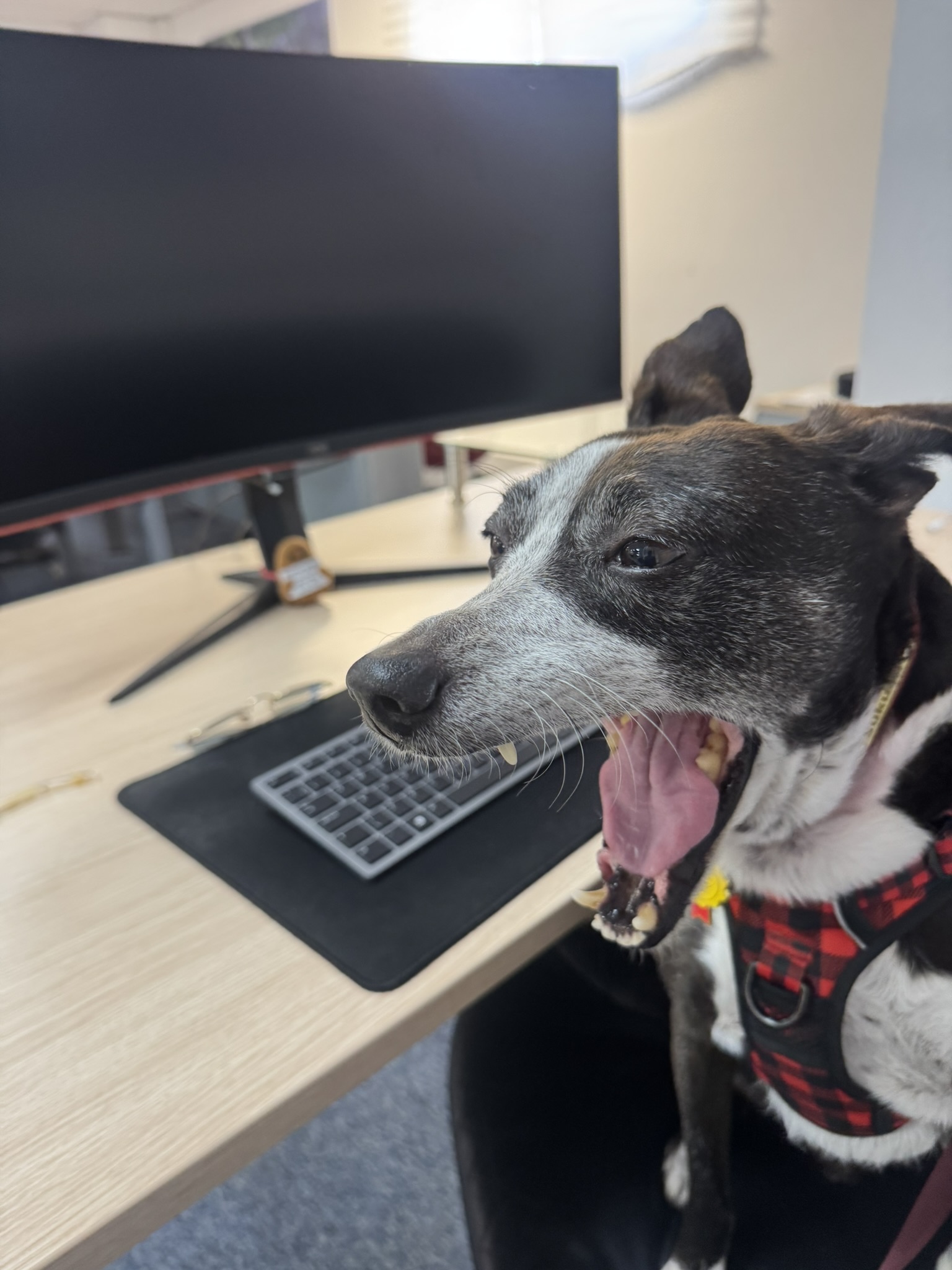 Sukuna yawning next to the keyboard
