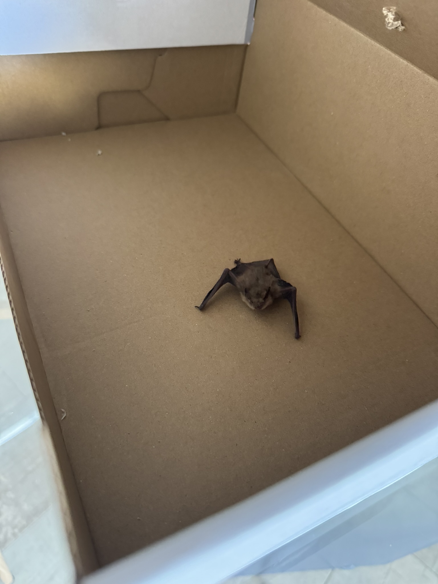 Close-up of Benny the bat in the cardboard box with wings splayed