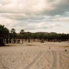 Sandlandschaft mit Palmen unter bewölktem Himmel