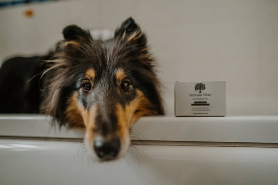 Sheltie in bathtub