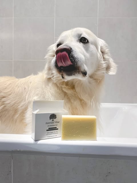 Golden Retriever in bath