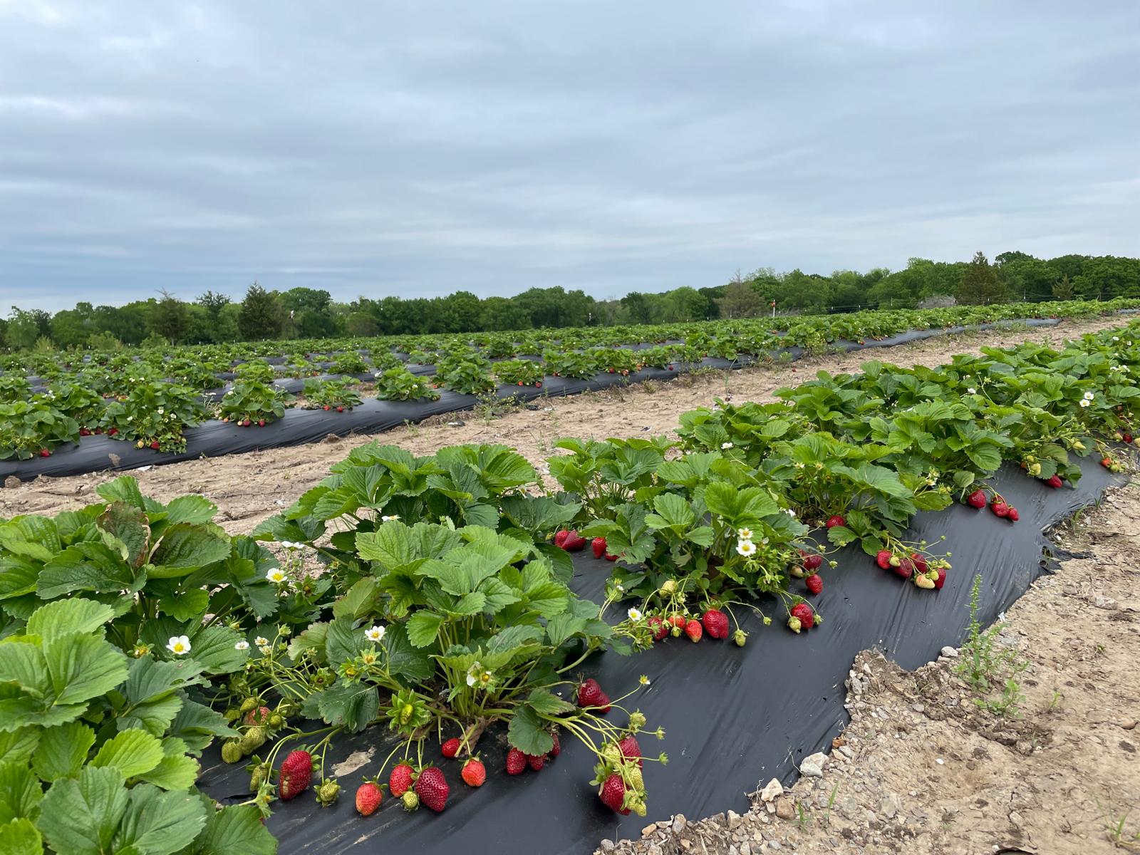 Rows of strawberry plants with ripe berries growing on black plastic mulch