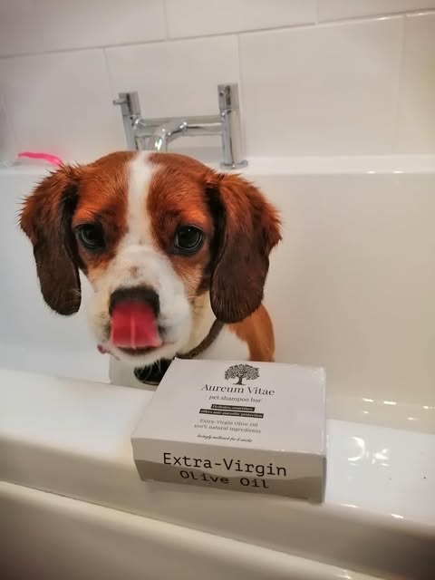 Beagle puppy in bathtub