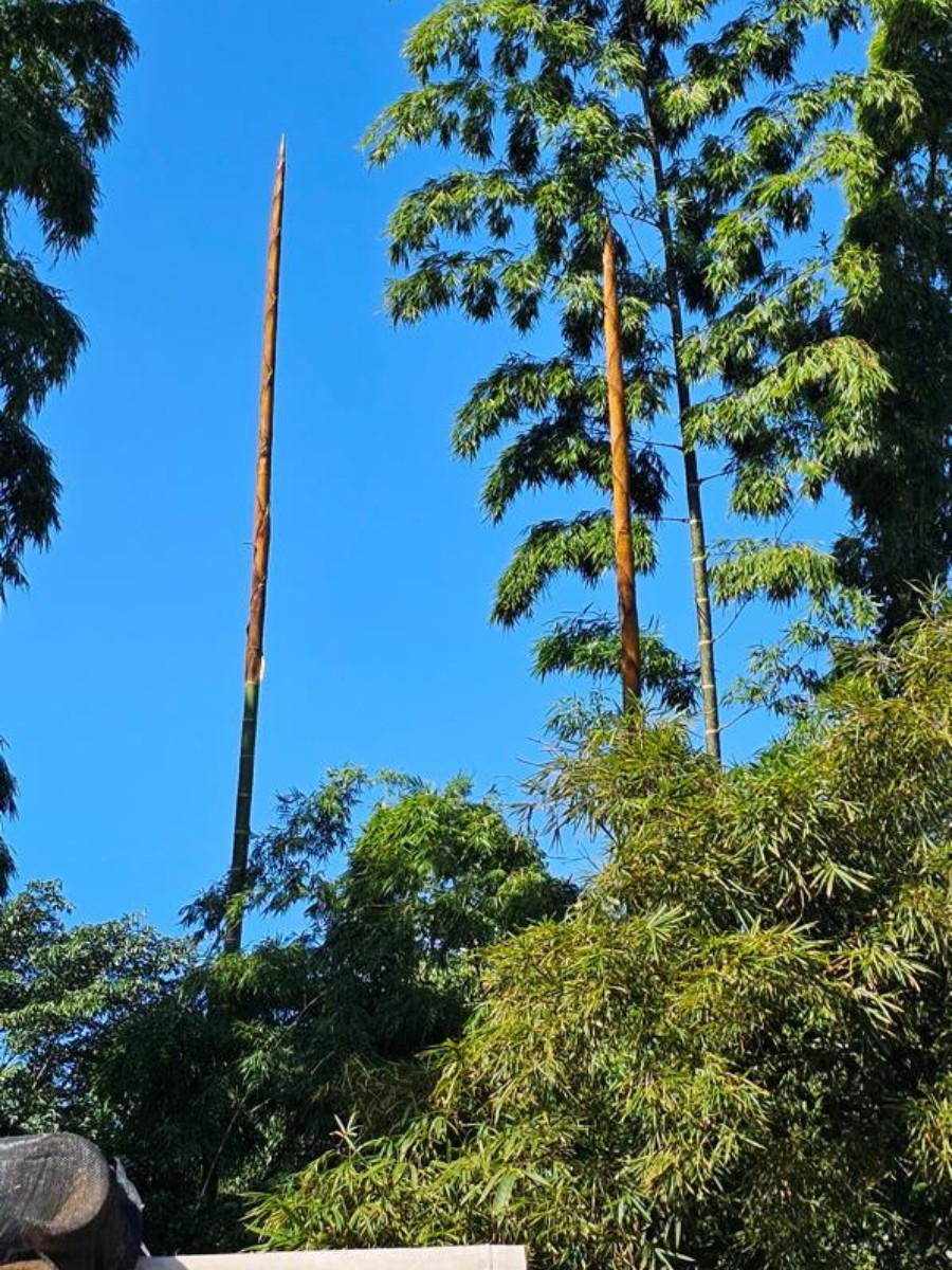 Biodiversidade Brasileira