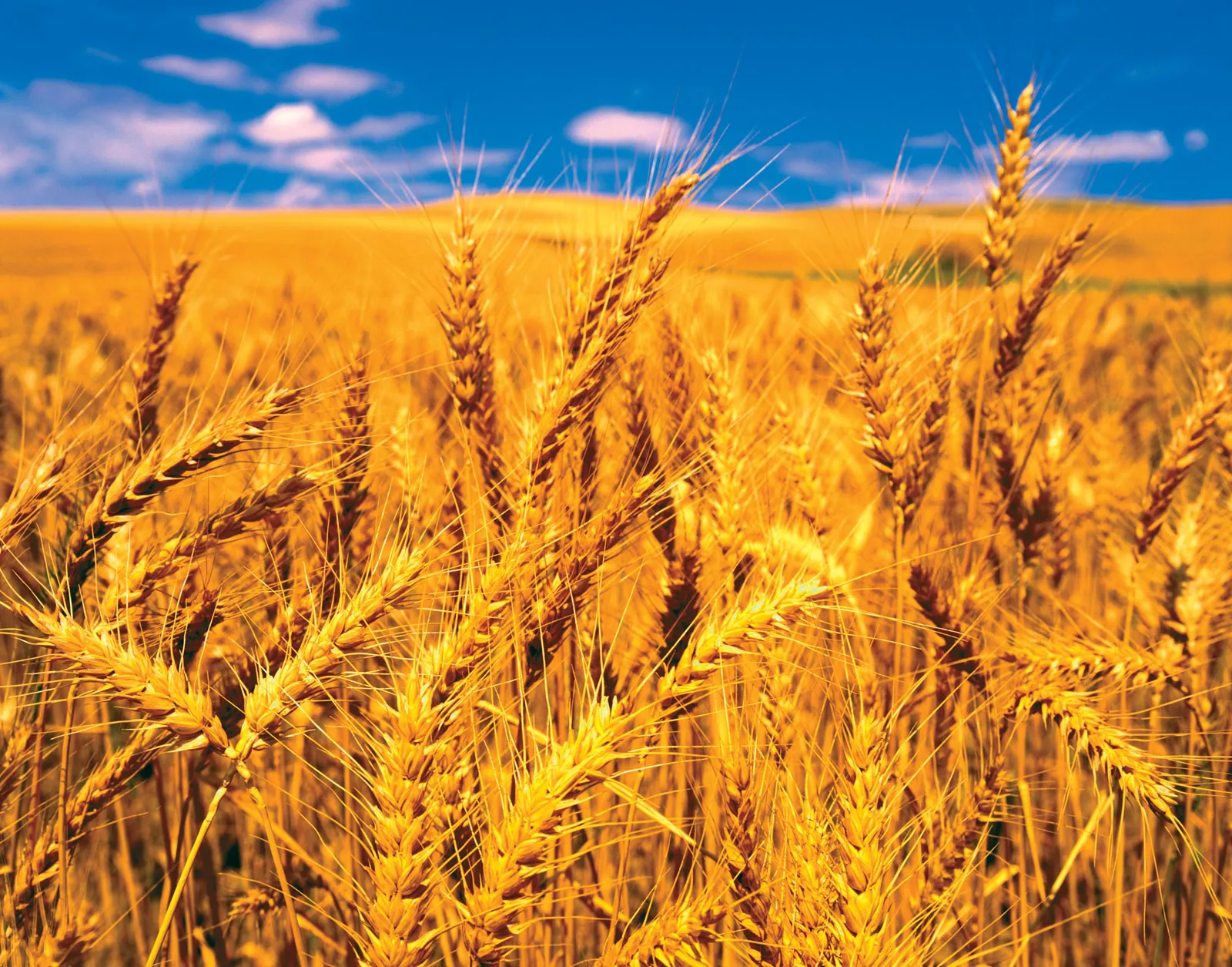 Golden premium wheat field under blue sky