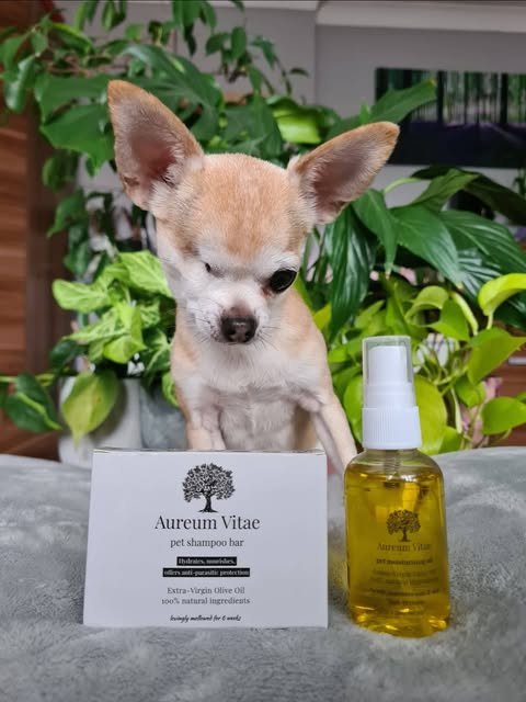 Chihuahua with plants
