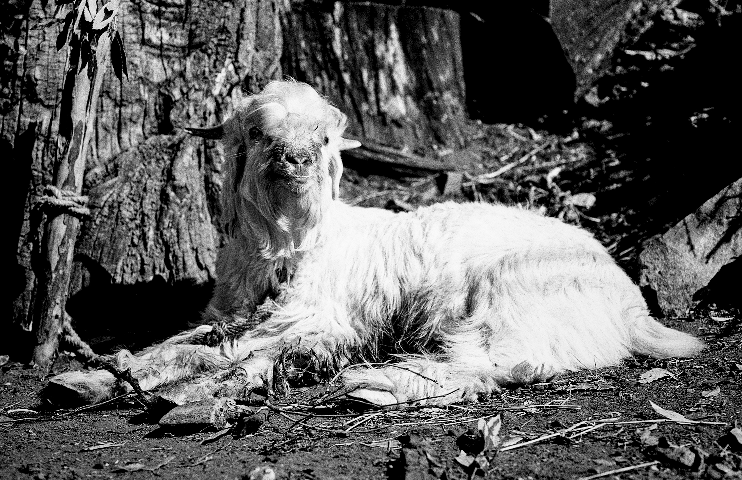 White long-haired Himalayan goat resting on ground