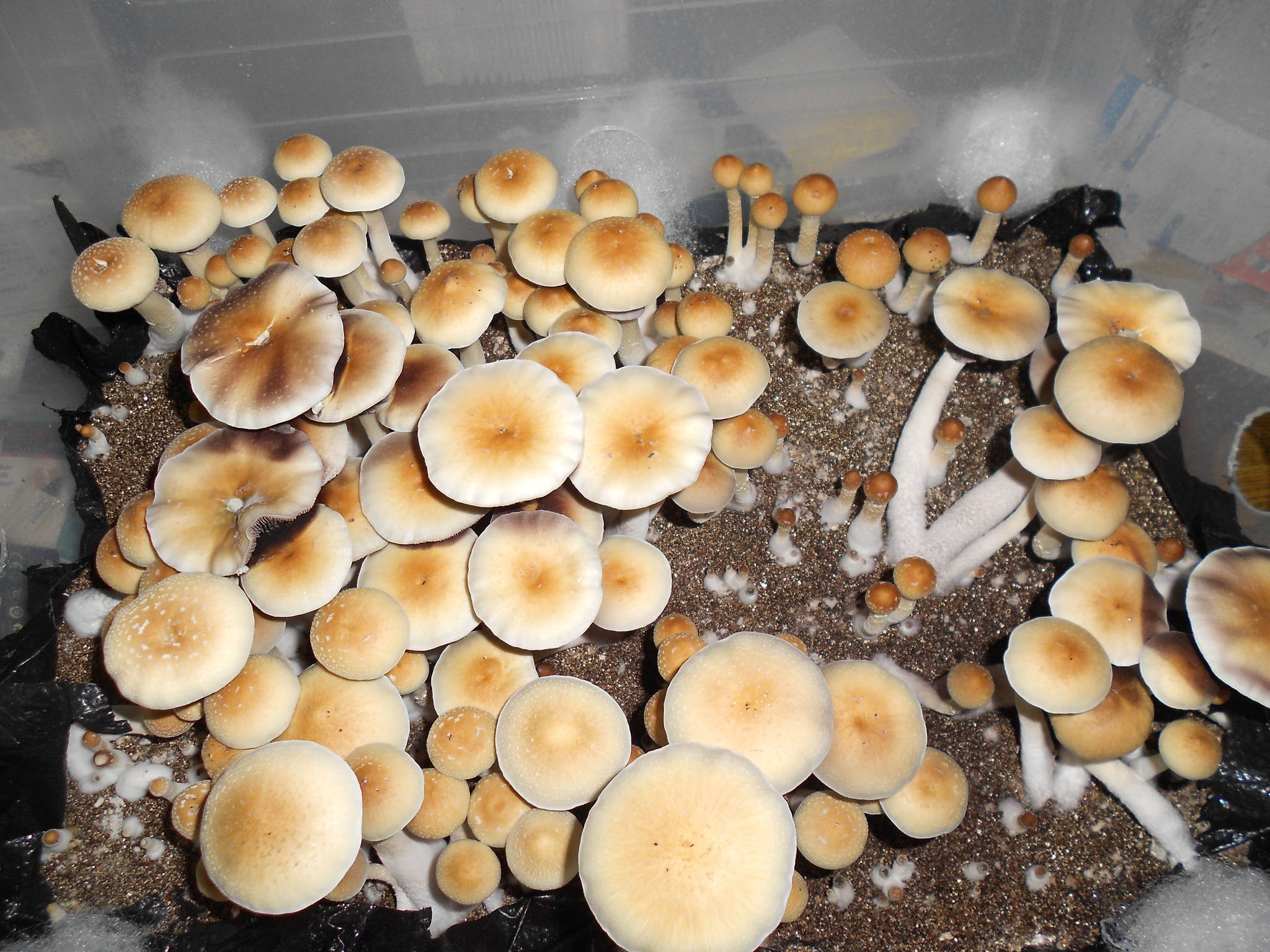 Z-Strain