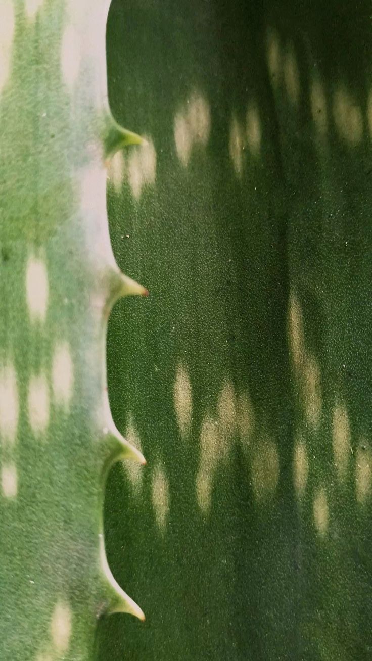 Desert botanical texture