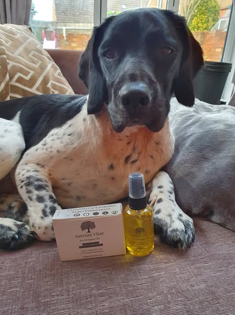 Spotted dog on couch
