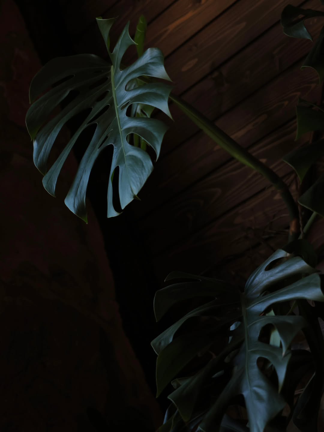 Monstera Plant