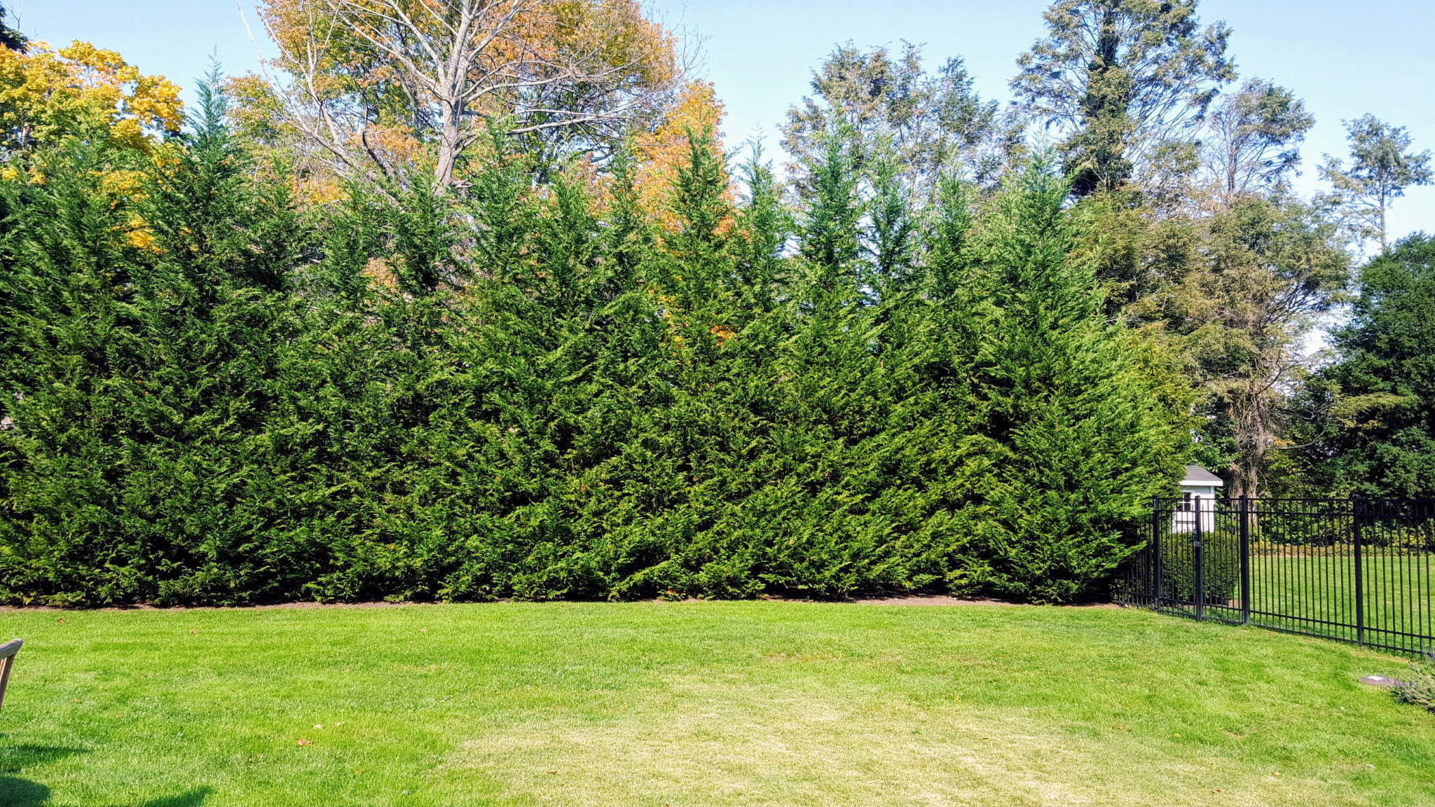 Row of tall evergreen trees providing privacy along a fence with a manicured lawn
