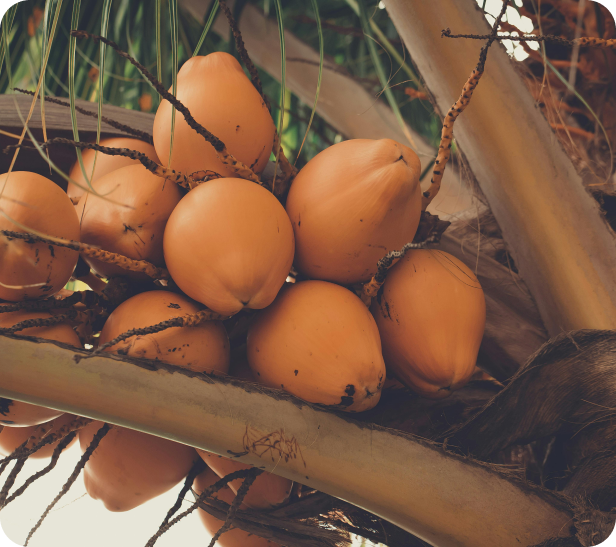 Fresh coconuts growing on a palm tree