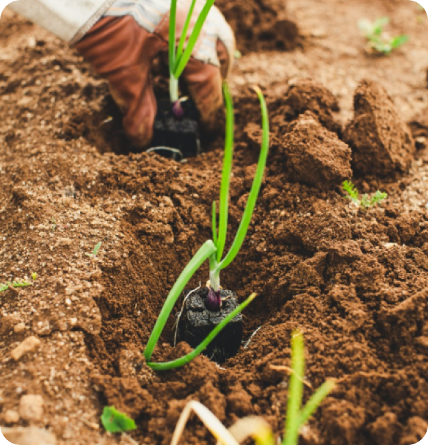 Close-up of young plant shoots growing in fertile soil, symbolizing growth and investment in Africa