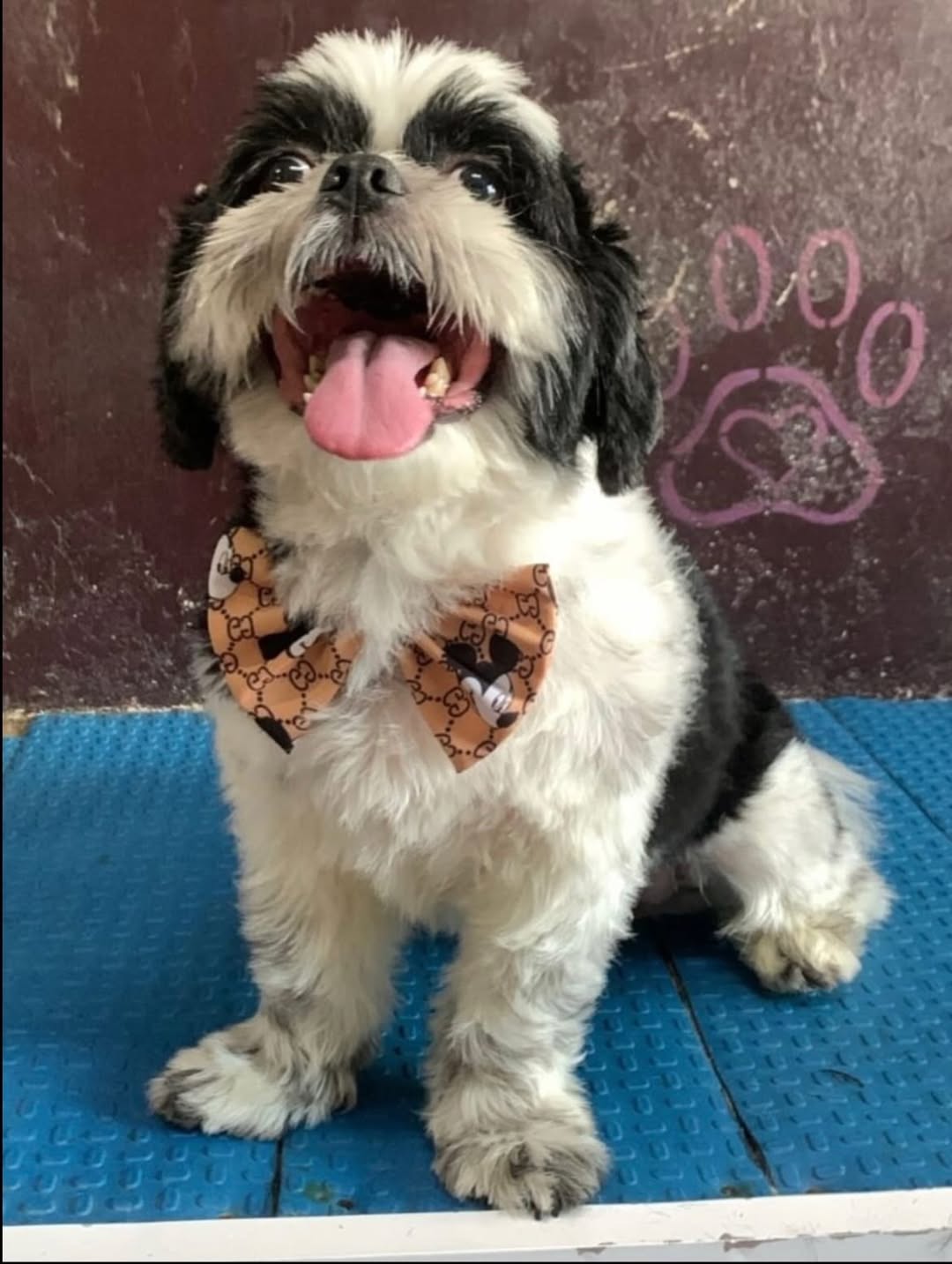 Shih Tzu feliz e sorridente