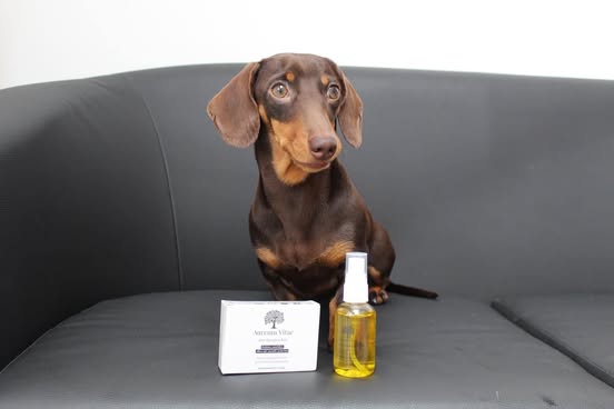 Dachshund on grey sofa